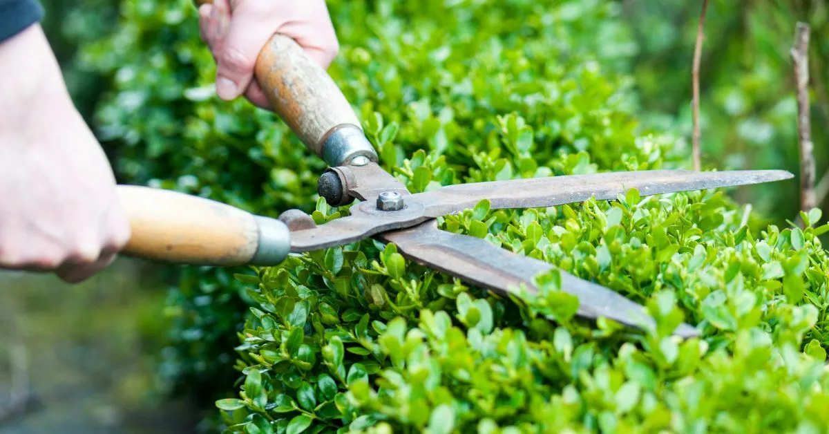 Hedge Cutting