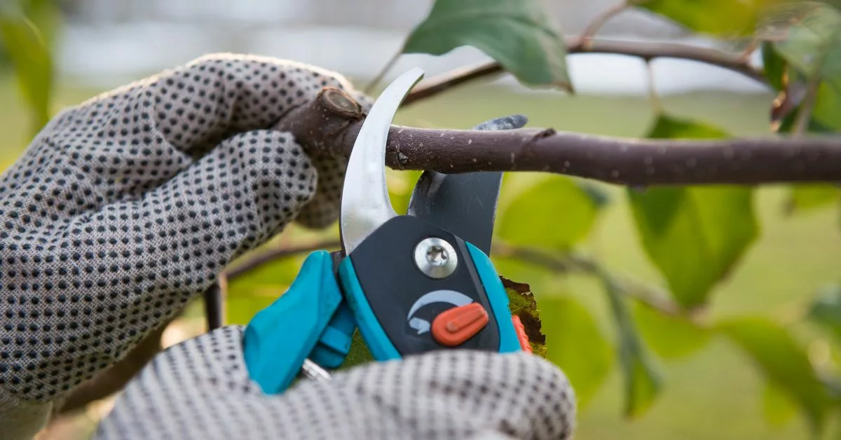 Pruning Garden